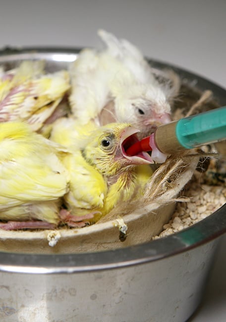 Handfeeding Syringes With Short Red Soft Tubes