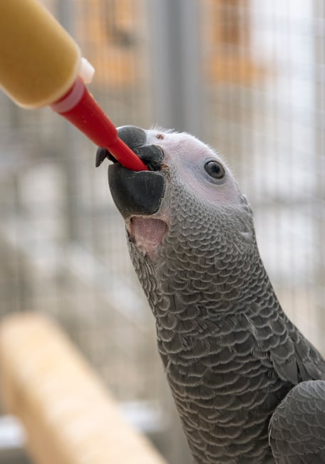 Handfeeding Syringes With Long Red Soft Tubes