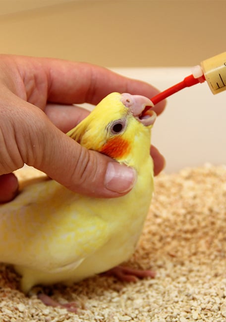 Handfeeding Syringes With Long Red Soft Tubes