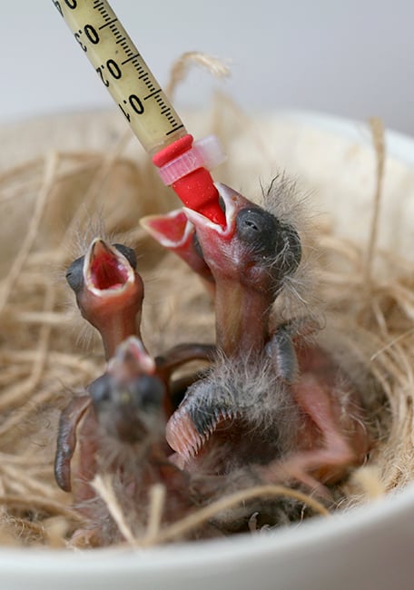 Handfeeding Syringes With Short Red Soft Tubes