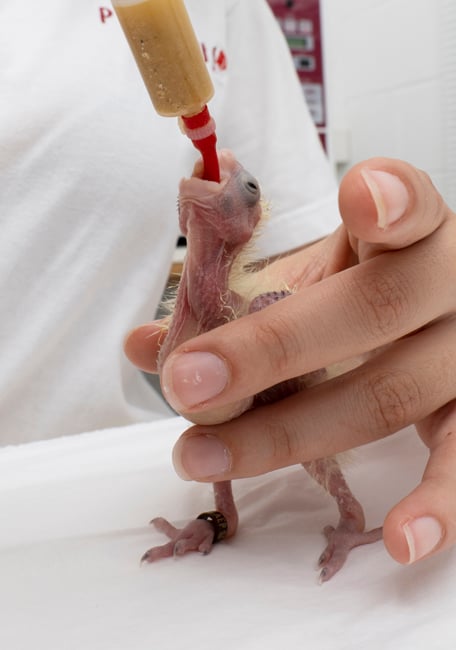 Handfeeding Syringes With Long Red Soft Tubes