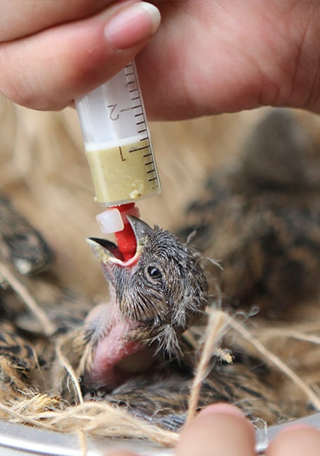 Handfeeding Syringes With Short Red Soft Tubes