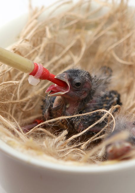 Handfeeding Syringes With Short Red Soft Tubes