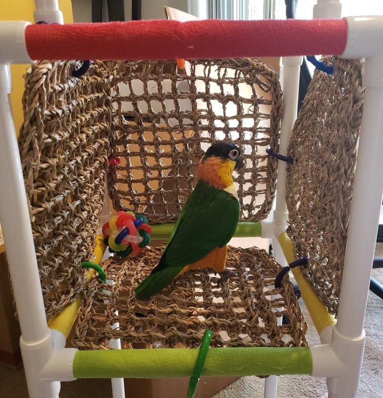 THE INDULGER Floor-Version With Seagrass Mats: Play Gym and Stand for Small and Medium Parrots